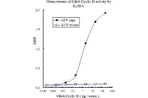 ELISA measurement of recombinant Cdk4-CyclinD kinase activity using RB1 (phospho S807) monoclonal antibody, clone 5H12 .