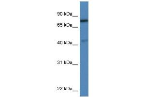 WB Suggested Anti-Usp10 Antibody Titration: 1.