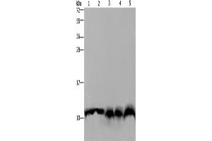Western Blotting (WB) image for anti-Ubiquitin B (UBB) antibody (ABIN2420924) (Ubiquitin B antibody)
