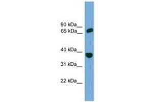 Image no. 1 for anti-Protection of Telomeres 1 (POT1) (AA 251-300) antibody (ABIN6745247)