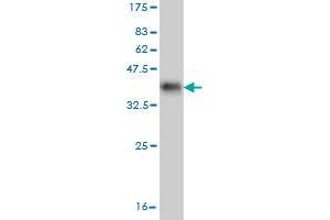 Western Blot detection against Immunogen (34. (C21orf33 antibody  (AA 188-268))