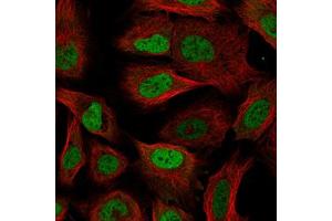 Immunofluorescent staining of U-2 OS cells with RBM3 monoclonal antibody, clone CL0296  (Green) shows specific staining in the nucleoplasm. (RBM3 antibody)