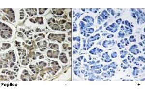Immunohistochemistry analysis of paraffin-embedded human pancreas tissue using ATP5G2 polyclonal antibody . (ATP5G2 antibody  (AA 1-50))