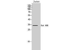 Western Blotting (WB) image for anti-RAB40B, Member RAS Oncogene Family (RAB40B) (C-Term) antibody (ABIN3186627) (RAB40B antibody  (C-Term))