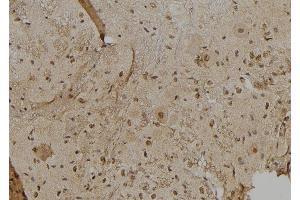 ABIN6277013 at 1/100 staining Mouse brain tissue by IHC-P. (IFI16 antibody  (C-Term))