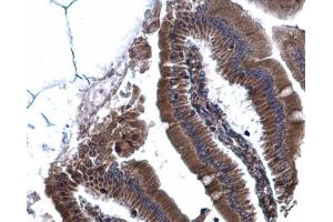 IHC-P Image Calnexin antibody [N3C2], Internal detects Calnexin protein at cytoplasm on mouse duodenum by immunohistochemical analysis. (Calnexin antibody  (Internal Region))