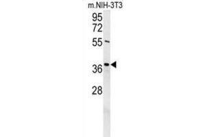 Western Blotting (WB) image for anti-Exonuclease 5 (EXO5) antibody (ABIN2995666) (EXO5 antibody)
