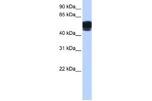 WB Suggested Anti-ZNF681 Antibody Titration:  0.