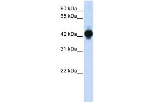 WB Suggested Anti-GPR18 Antibody Titration:  0.