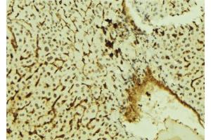 ABIN6278000 at 1/100 staining Mouse liver tissue by IHC-P. (KHDRBS1 antibody  (C-Term))