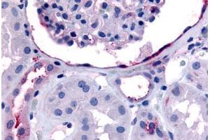 Human Glomerulus and Renal Tubular Epithelium in Cortex (formalin-fixed, paraffin-embedded) stained with ERBB4 antibody ABIN213439 at 30-60 ug/ml followed by biotinylated goat anti-rabbit IgG secondary antibody ABIN481713, alkaline phosphatase-streptavidin  . (ERBB4 antibody  (C-Term))
