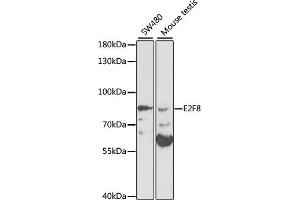 Western blot analysis of extracts of various cell lines, using E2F8 antibody (ABIN3021512, ABIN3021513, ABIN1512844 and ABIN6215172) at 1:1000 dilution. (E2F8 antibody  (AA 1-240))
