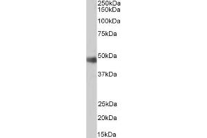 Antibody (0. (ORC4 antibody  (C-Term))