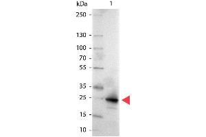 Western Blot of Alkaline Phosphatase conjugated Goat anti-GFP antibody. (GFP antibody  (AA 246) (Alkaline Phosphatase (AP)))
