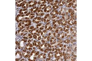 Immunohistochemical staining of human stomach with CYC1 polyclonal antibody  shows strong cytoplasmic positivity in parietal cells at 1:50-1:200 dilution.