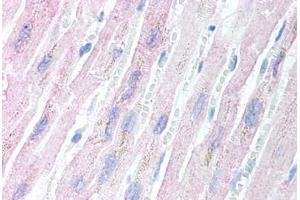 anti-Amino-terminal Enhancer of Split (AES) (N-Term) antibody