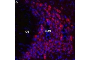 Expression of Melatonin receptor type 1B in rat supraoptic nucleus - Immunohistochemical staining of perfusion-fixed frozen brain sections using Anti-Melatonin Receptor 1B (MTNR1B) Antibody (ABIN7043327, ABIN7044601 and ABIN7044602), (1:600), (red). (Melatonin Receptor 1B antibody  (3rd Intracellular Loop))