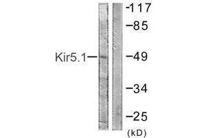 KIR5.1 Antikörper