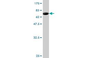Western Blot detection against Immunogen (74. (ZNF70 antibody  (AA 1-446))