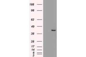 Image no. 2 for anti-SRY (Sex Determining Region Y)-Box 17 (SOX17) (AA 177-414) antibody (ABIN1491032) (SOX17 antibody  (AA 177-414))