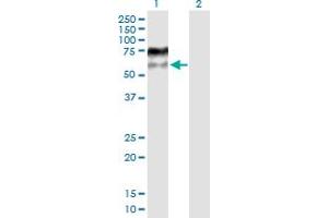 Western Blot analysis of MDM4 expression in transfected 293T cell line by MDM4 MaxPab polyclonal antibody. (MDM4-binding Protein antibody  (AA 1-490))
