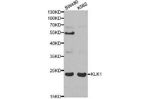 Western blot analysis of extracts of various cell lines, using KLK1 antibody. (Kallikrein 1 antibody  (AA 25-262))