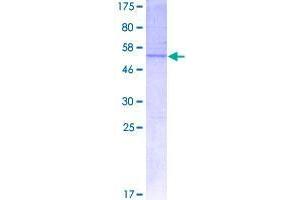 Claudin 20 (CLDN20) (AA 1-219) protein (GST tag)