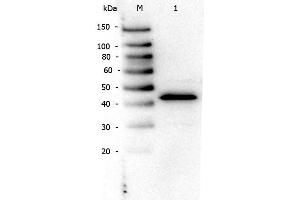 Western Blot of Rabbit anti-PPAR Alpha (N-terminal Specific) antibody. (PPARA antibody  (N-Term))