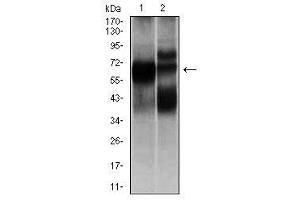 Image no. 2 for anti-Hexosaminidase A (HEXA) antibody (ABIN1498642)