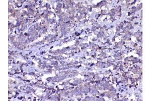 IHC analysis of Cdc20 using anti-Cdc20 antibody . (CDC20 antibody)