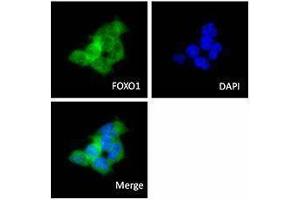 Immunofluorescence (IF) image for anti-Forkhead Box O1 (FOXO1) antibody (ABIN2664978) (FOXO1 antibody)