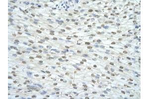 Immunohistochemical staining (Formalin-fixed paraffin-embedded sections) of human heart with SF3A1 polyclonal antibody . (SF3A1 antibody  (AA 121-170))