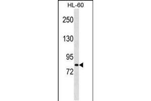 Western blot analysis in HL-60 cell line lysates (35ug/lane). (MSH5 antibody  (AA 525-552))