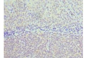 Immunohistochemistry of paraffin-embedded human tonsil tissue using ABIN7171965 at dilution of 1:100 (TAB1 antibody  (AA 205-504))