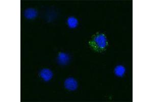 Immunofluorescence (IF) image for anti-Tumor Necrosis Factor alpha (TNF alpha) antibody (Biotin) (ABIN2661301) (TNF alpha antibody  (Biotin))
