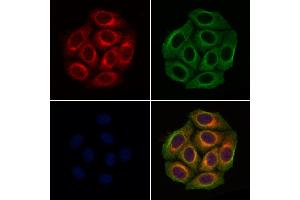 ABIN6265943 and ABIN6276648 staining Hela cells by IF/ICC.