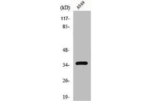Western Blot analysis of HT29 cells using GPR82 Polyclonal Antibody (GPR82 antibody  (Internal Region))