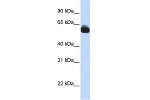 WB Suggested Anti-FZD9 Antibody Titration:  0. (FZD9 antibody  (N-Term))