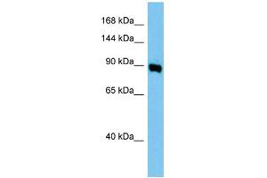 WB Suggested Anti-Ap1g1 Antibody Titration: 1. (gamma 1 Adaptin antibody  (Middle Region))