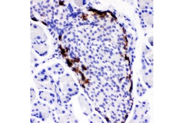 Peptide YY antibody  (AA 29-64)