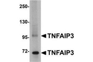 Western blot analysis of TNFAIP3 in SK-N-SH cell lysate with this product at 1 μg/ml. (TNFAIP3 antibody  (C-Term))