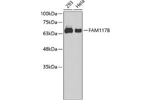 Western blot analysis of extracts of various cell lines, using FB antibody (ABIN6133439, ABIN6140448, ABIN6140449 and ABIN6220280). (FAM117B antibody  (AA 293-372))