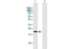 Western Blot analysis of BOLA2B expression in transfected 293T cell line by BOLA2B MaxPab polyclonal antibody. (BOLA2B antibody  (AA 1-152))