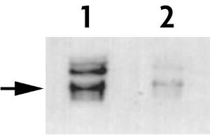 Histone H3 phospho Thr45 antibody (pAb) tested by Western blot. (Histone 3 antibody  (pThr45))