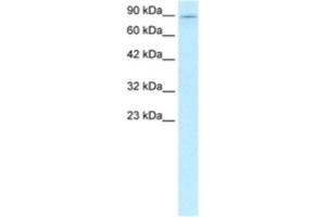 Western Blotting (WB) image for anti-Kinesin Family Member 5B (KIF5B) antibody (ABIN2460837) (KIF5B antibody)