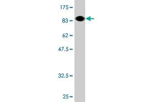Western Blot detection against Immunogen (89. (Ezrin antibody  (AA 1-586))