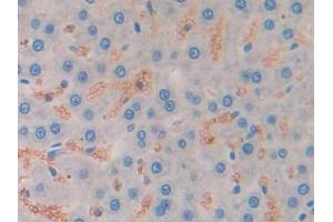 Used in DAB staining on fromalin fixed paraffin- embedded liver tissue (MSTN antibody  (AA 267-376))