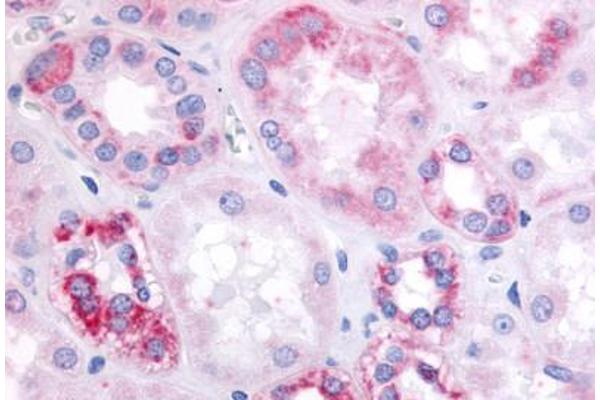 SUCNR1 antibody  (Cytoplasmic Domain)