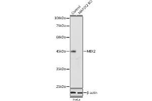 Western blot analysis of extracts of HeLa cells, using MEK2 antibody (ABIN7268640) at 1:1000 dilution. (MEK2 antibody  (AA 1-100))