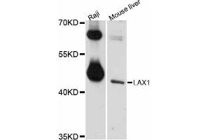 Western blot analysis of extracts of various cell lines, using LAX1 antibody (ABIN5998114) at 1/1000 dilution. (LAX1 antibody)